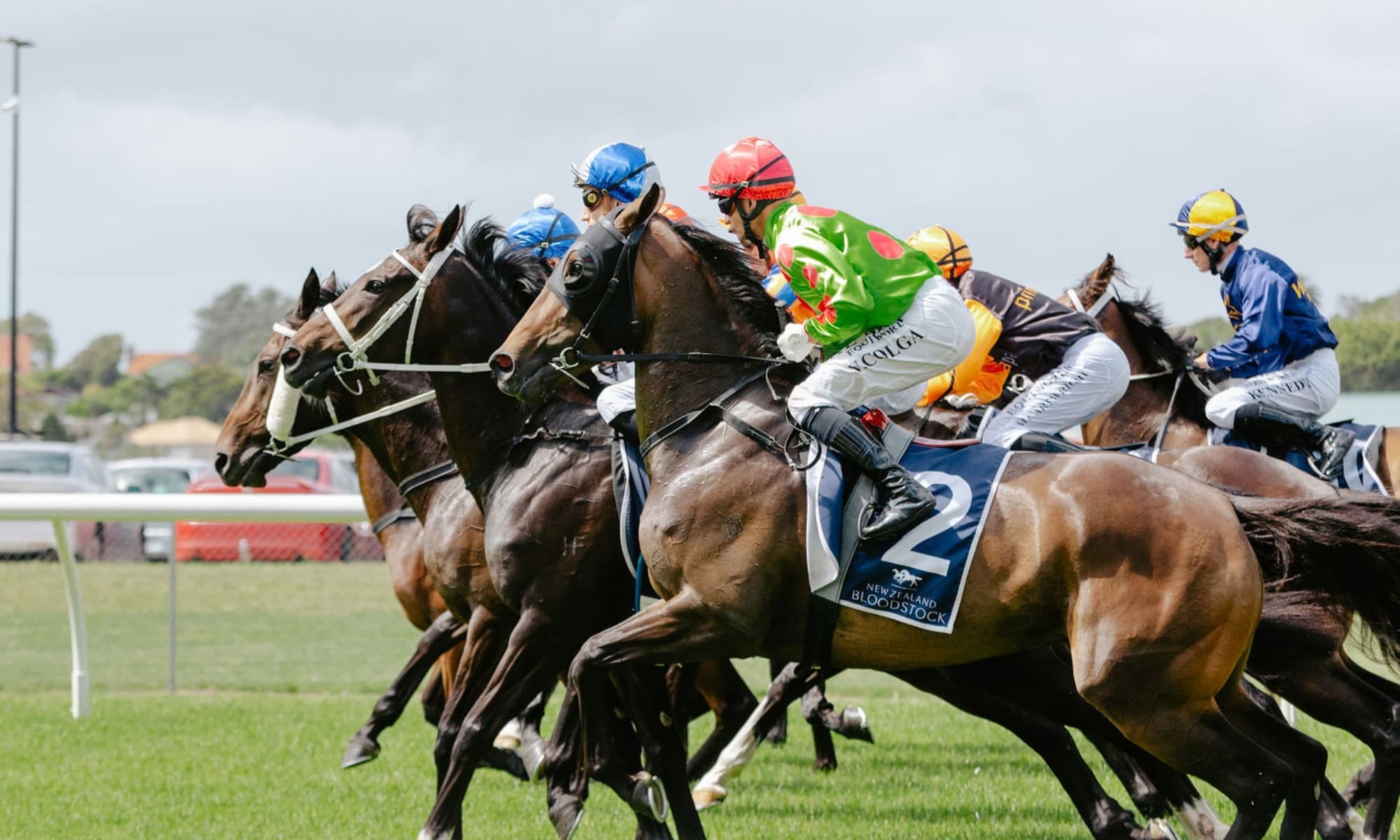 Thoroughbreds racing at pace, representing Koru's breeding-to-track focus