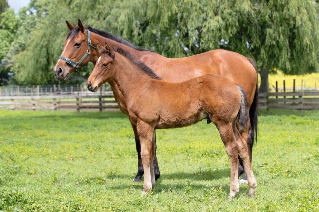 A Koru Thoroughbreds mare and foal standing in the paddock
